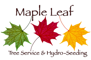 Logo-Maple Leaf Tree-Harley Freedman design